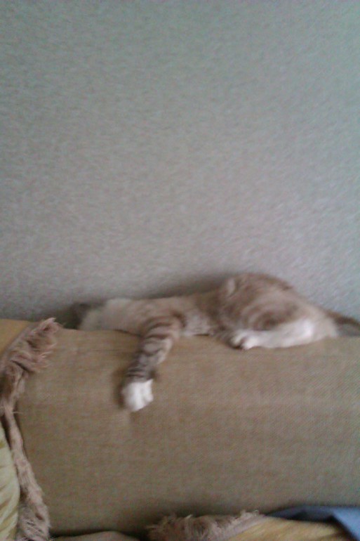 Мои чужие кошки