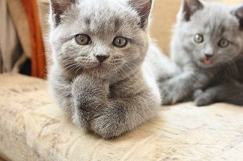 Котики