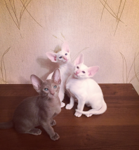 Настоящий котопес! Белоснежный!