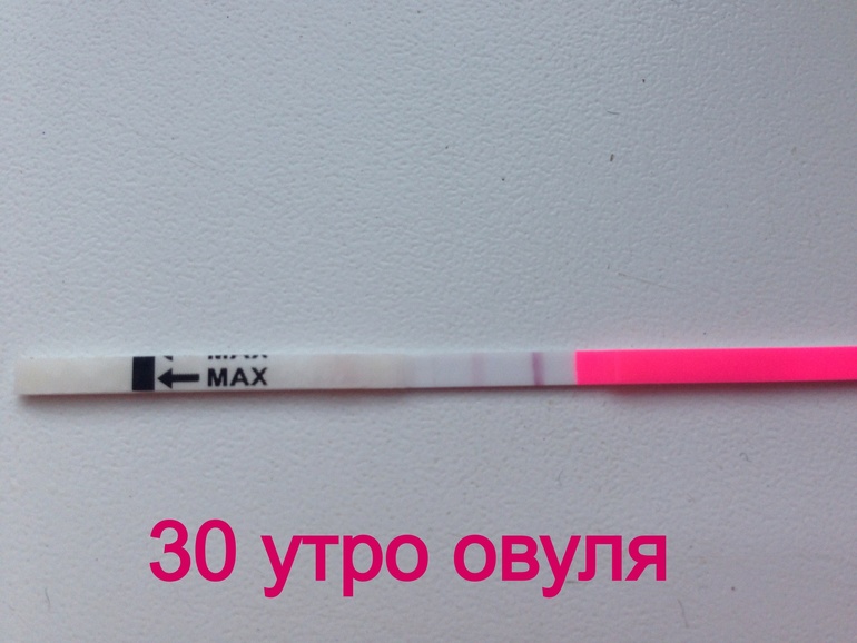 Овуляция фото !