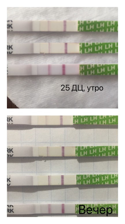 Фраутест на беременность положительный результат фото