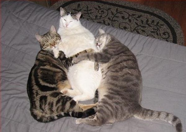 Котики
