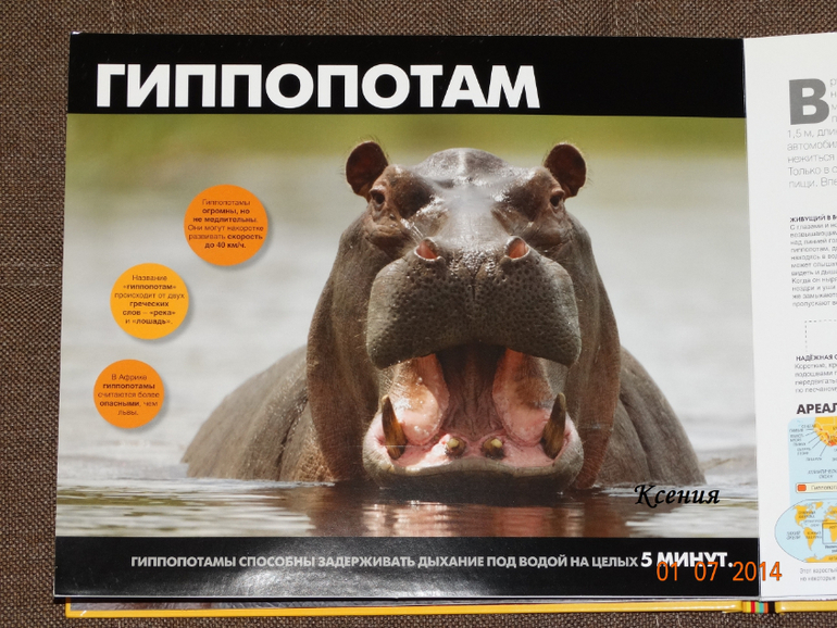 Дикие животные. Серия
