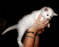Белоснежные котята мейн-кун