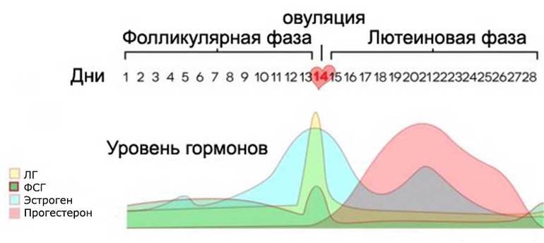 Колебания гормонального фона месячный цикл