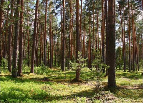 Продажа элитных участков в Репино В поселке Репино на продажу выставлено более 10 земельных объектов.