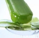 Elena Aloe Vera