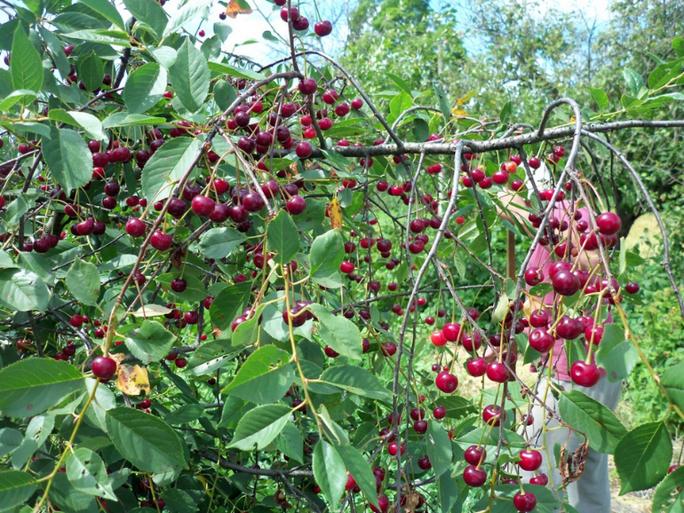 the cherry orchard