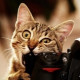 ♥ Kitty ♥