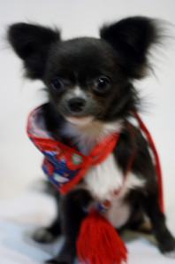 продаются щенки чихуахуа разных окрасов