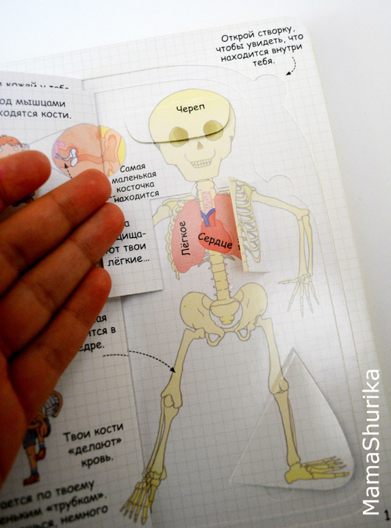 Анатомия для детей 5 лет в картинках
