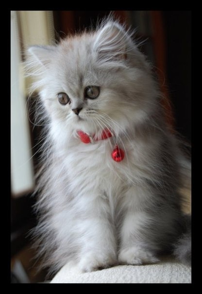 Котики