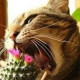Наталья Котова