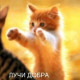 Dina