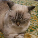 Алина