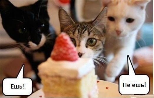 Котики