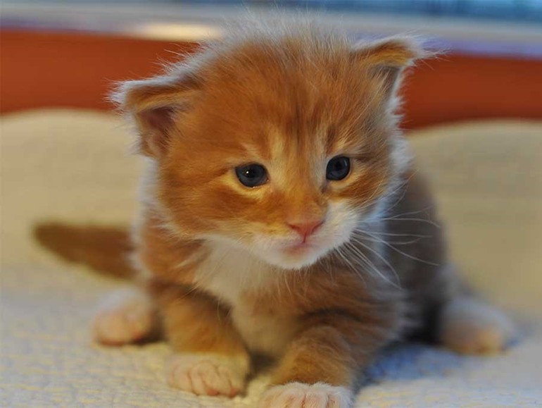 Коты