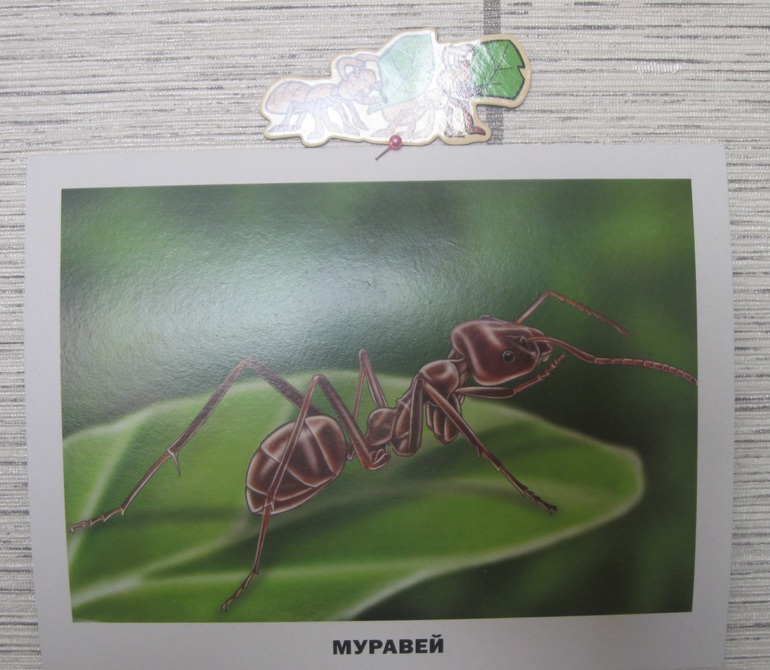 ТЗ "Муравей"