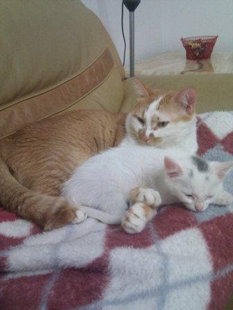 Коты и младенцы