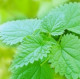 Urtica