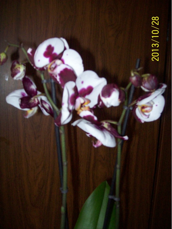 Новенькая