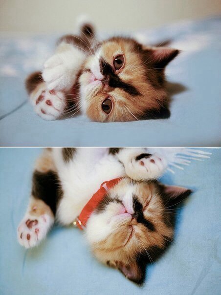 Котики