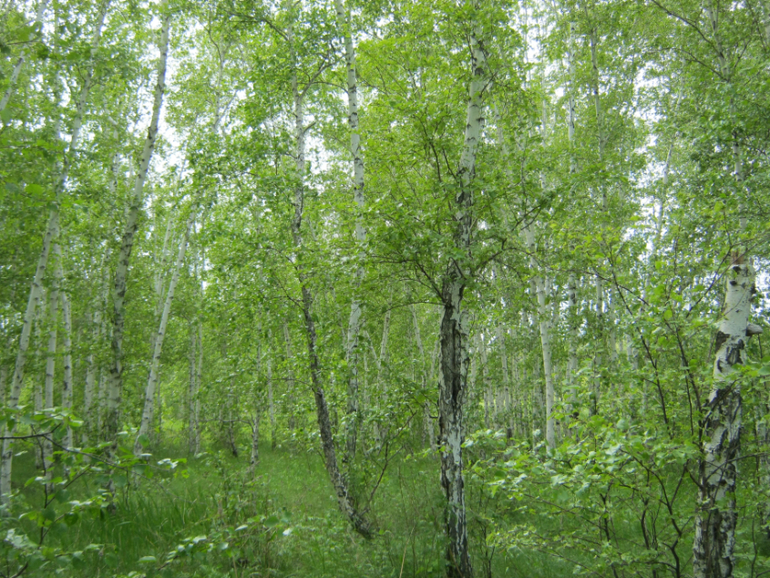 Домик