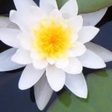 Ирина Волкова