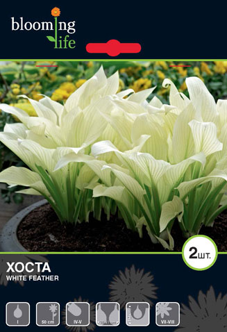 хоста Уайт Февр