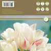 Тюльпаны Кэнди Клаб (многоцветковые) 8 луковиц