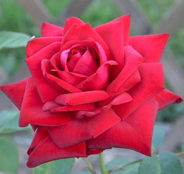 роза Бургунд