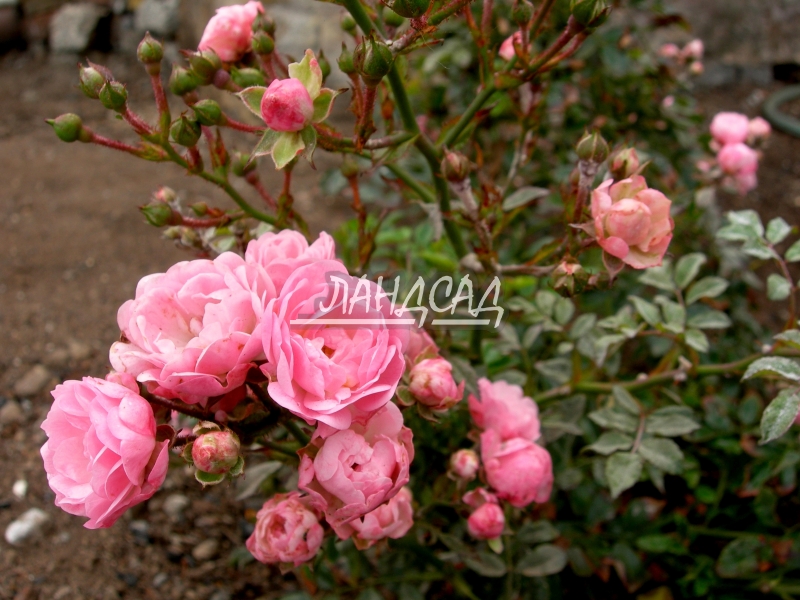 Роза флорибунда The Fairy 8 шт