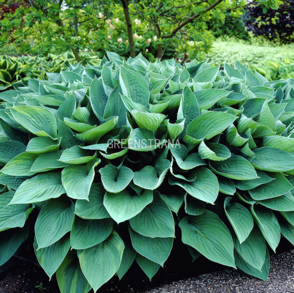 хоста Fortunei Hyacinthina
