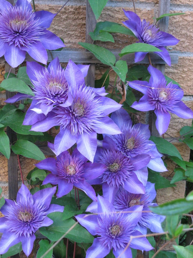 Multi Blue