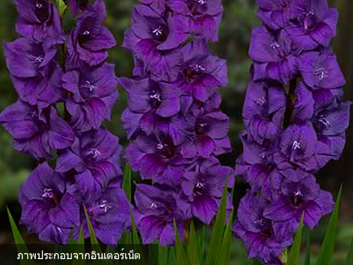 гладиолус Purple Flora