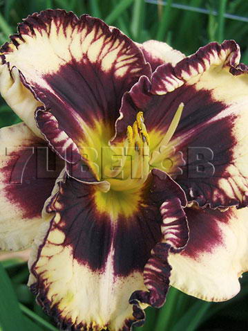 Hemerocallis Moussaka