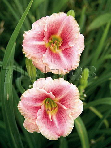 Hemerocallis Little Anne Rosa