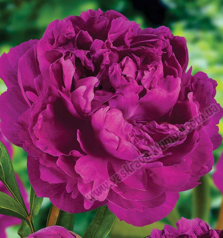 Paeonia (Пион) Red Supreme 2-3 ОКС ЗАКОНЧИЛСЯ