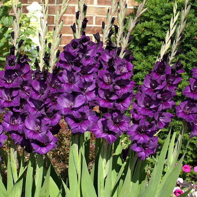 Purple Flame