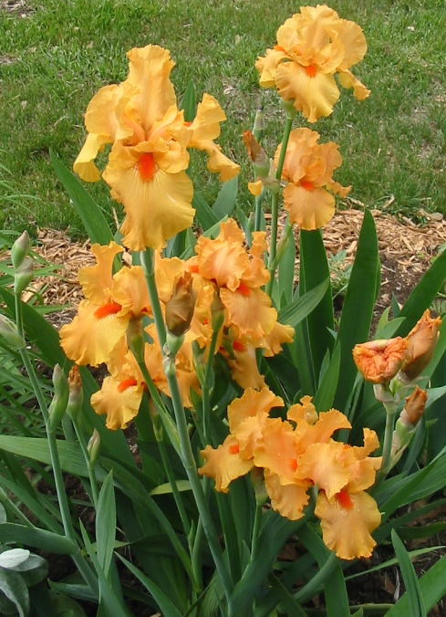 Orange ирис германский