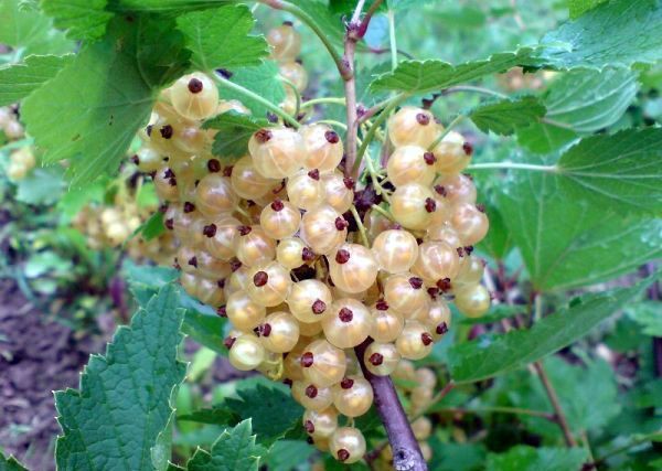 Смородина белая Версальская Пакет