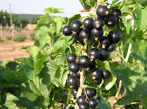 Ribes (Смородина чер.) nigrum Ben Loyal  Пакет
