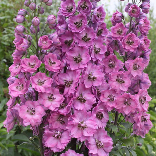 Delphinium (P) 'Astolat'
