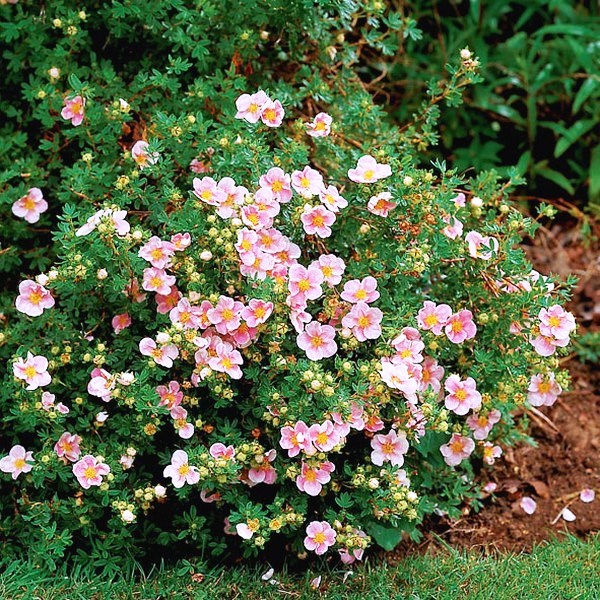 Potentilla f. Lovely Pink/лапчатка кустарниковая