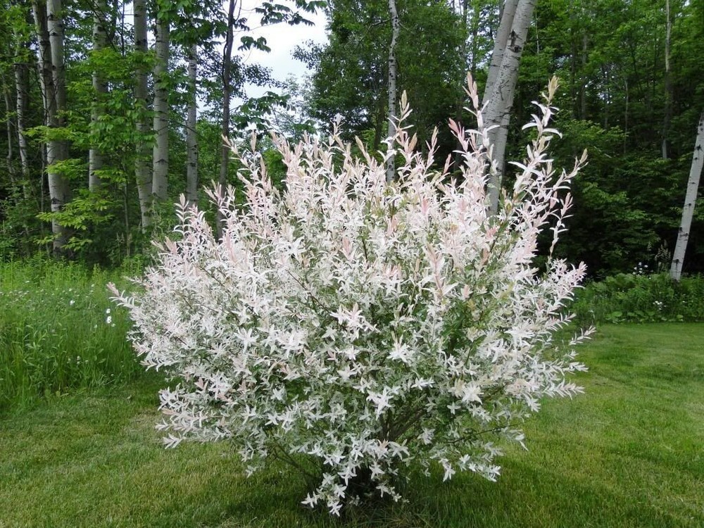 Ива цельнолистная Хакуро Нишики