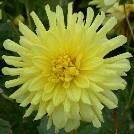 Георгина бордюрная кактусовая YELLOW HAPPINESS 1 шт.
