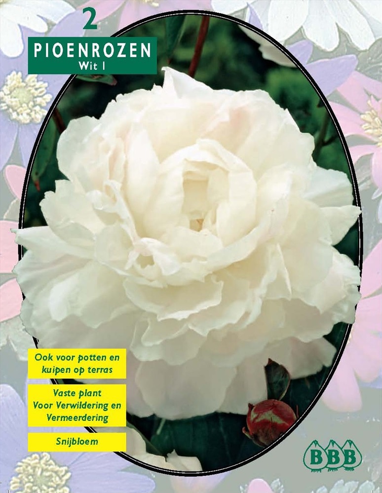Пион Pioenrozen Wit 2 шт.