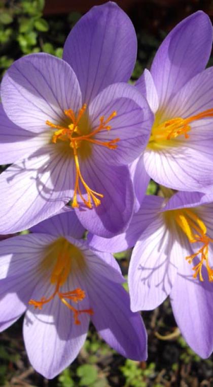 Крокус Конгуерор