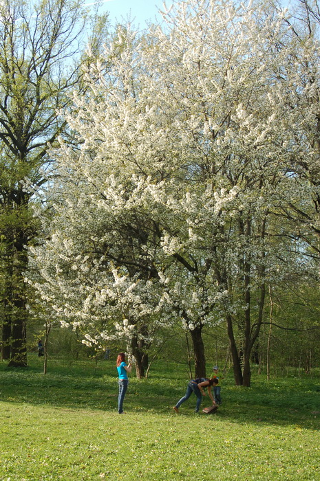 Сакура в ботаническом саду