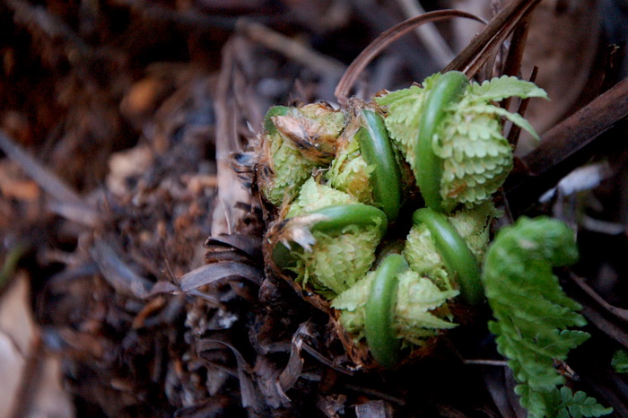 Сакура в ботаническом саду